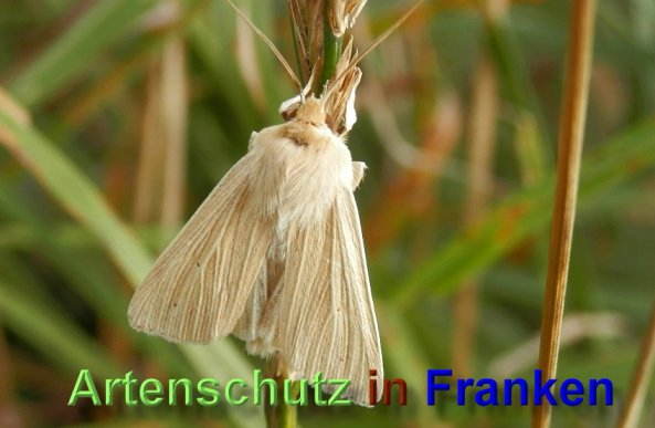 Bild zum Eintrag (48968-160)