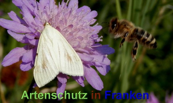 Copyright AiS- Albert Meier Bild zum Eintrag (48972-160)