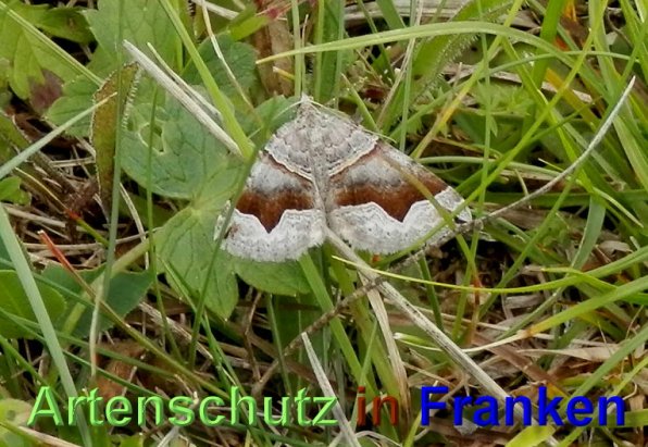 Copyright AiS- Albert Meier Bild zum Eintrag (48975-160)