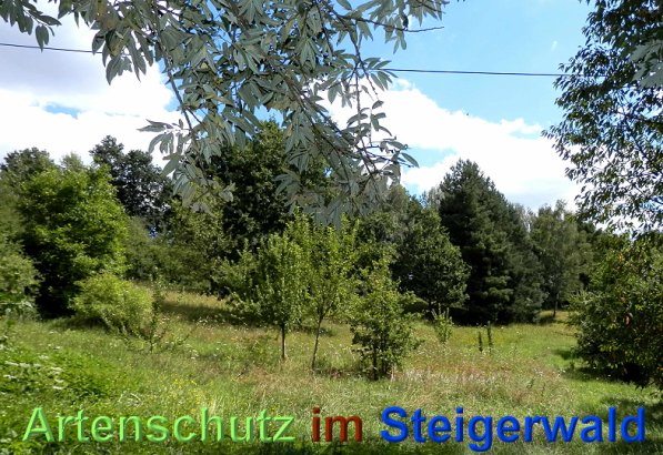 Copyright AiS- Albert Meier Bild zum Eintrag (48989-160)
