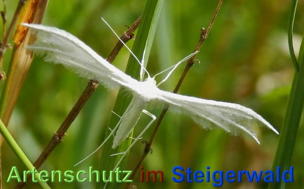 Copyright AiS- Albert Meier Bild zum Eintrag (48992-160)