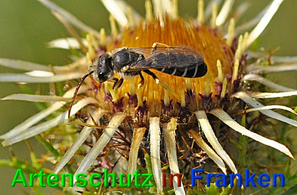 Copyright AiS - Klaus Sanwald Bild zum Eintrag (49094-160)
