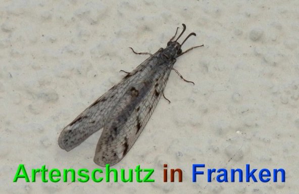 Copyright AiS- Albert Meier Bild zum Eintrag (49100-160)