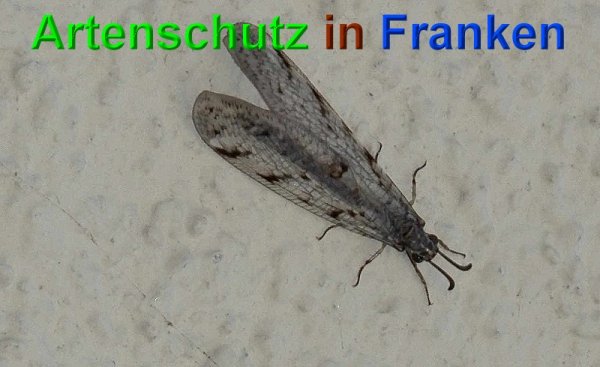 Copyright AiS- Albert Meier Bild zum Eintrag (49101-160)