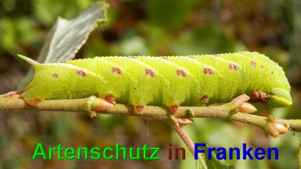 Copyright AiS- Albert Meier Bild zum Eintrag (49123-160)