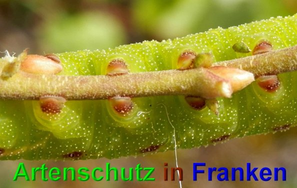 Copyright AiS- Albert Meier Bild zum Eintrag (49127-160)