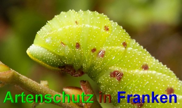 Copyright AiS- Albert Meier Bild zum Eintrag (49128-160)