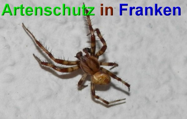 Bild zum Eintrag (49154-160)