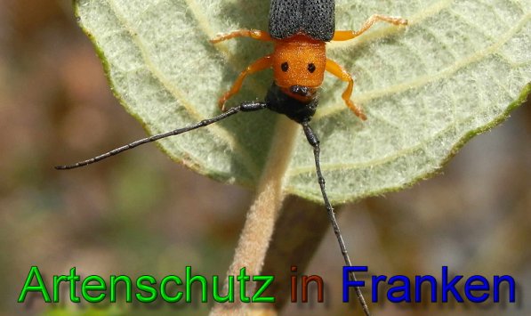 Copyright AiS- Albert Meier Bild zum Eintrag (49270-160)