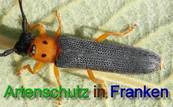 Copyright AiS- Albert Meier Bild zum Eintrag (49271-160)