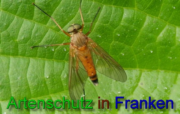 Copyright AiS- Albert Meier Bild zum Eintrag (49272-160)