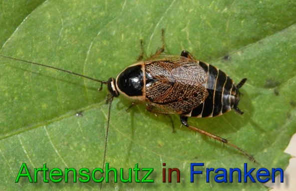 Copyright AiS- Albert Meier Bild zum Eintrag (49287-160)