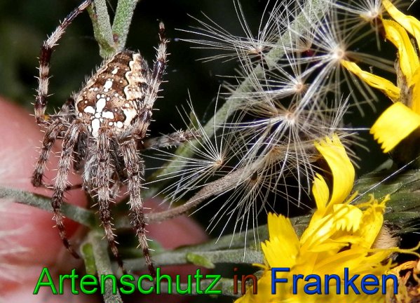 Copyright AiS- Albert Meier Bild zum Eintrag (49322-160)