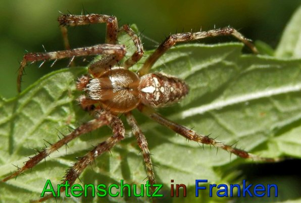 Copyright AiS- Albert Meier Bild zum Eintrag (49326-160)