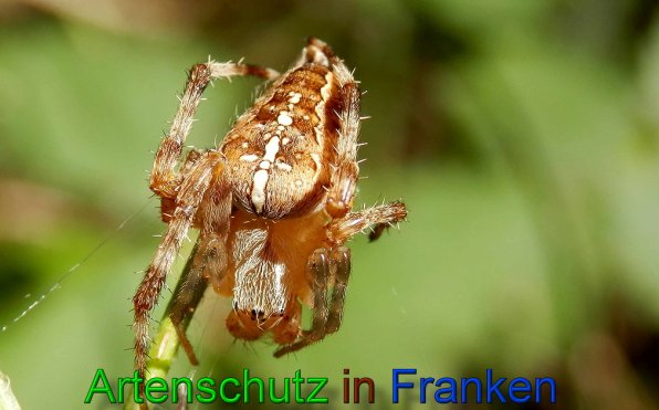 Copyright AiS- Albert Meier Bild zum Eintrag (49327-160)