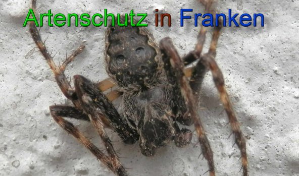 Copyright AiS- Albert Meier Bild zum Eintrag (49347-160)