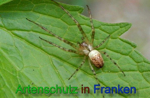 Copyright AiS- Albert Meier Bild zum Eintrag (49349-160)
