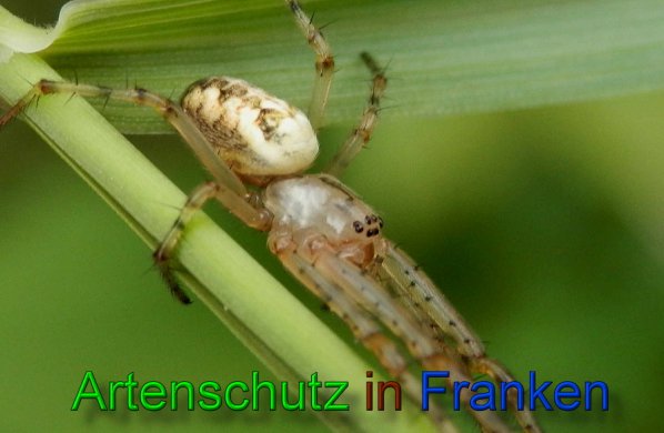 Copyright AiS- Albert Meier Bild zum Eintrag (49350-160)