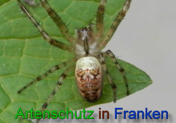 Copyright AiS- Albert Meier Bild zum Eintrag (49351-160)