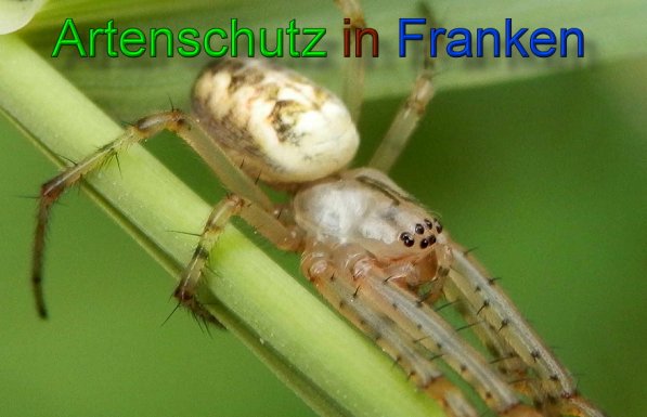 Copyright AiS- Albert Meier Bild zum Eintrag (49352-160)
