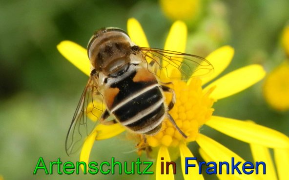 Copyright AiS- Albert Meier Bild zum Eintrag (49357-160)
