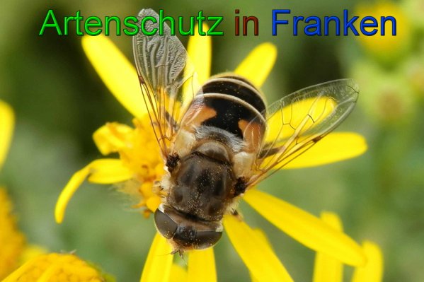 Copyright AiS- Albert Meier Bild zum Eintrag (49358-160)