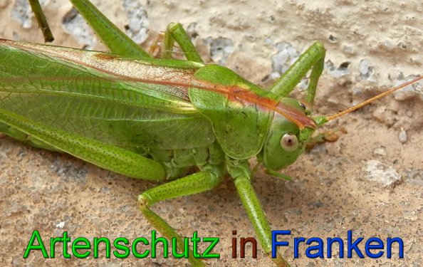 Bild zum Eintrag (49362-160)