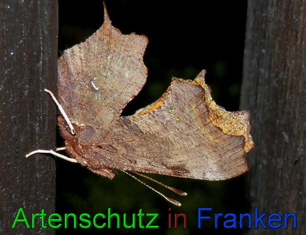 Copyright AiS- Albert Meier Bild zum Eintrag (49368-160)