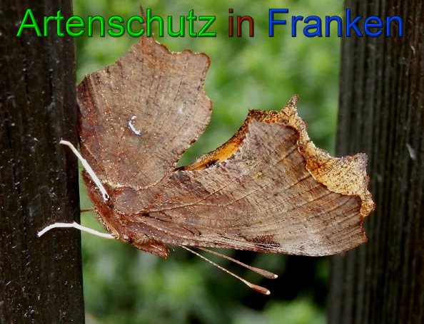 Copyright AiS- Albert Meier Bild zum Eintrag (49369-160)