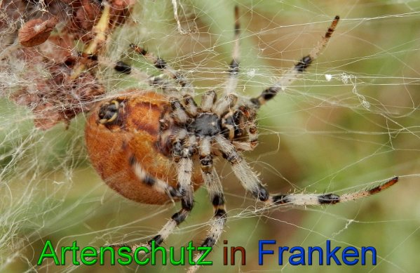 Copyright AiS- Albert Meier Bild zum Eintrag (49384-160)