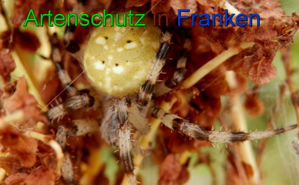 Copyright AiS- Albert Meier Bild zum Eintrag (49385-160)