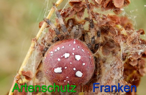 Copyright AiS- Albert Meier Bild zum Eintrag (49387-160)