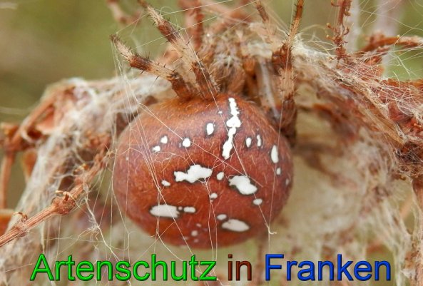 Copyright AiS- Albert Meier Bild zum Eintrag (49388-160)