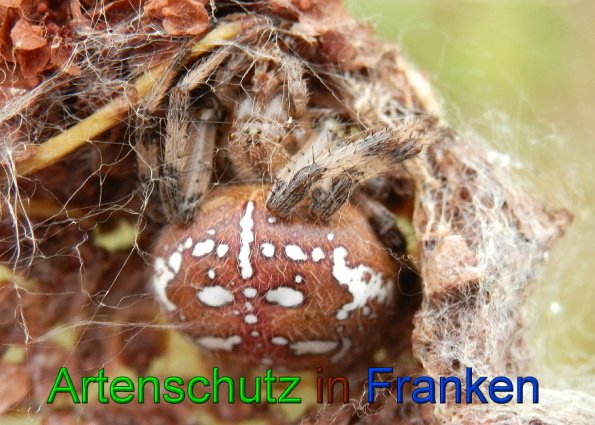 Copyright AiS- Albert Meier Bild zum Eintrag (49389-160)