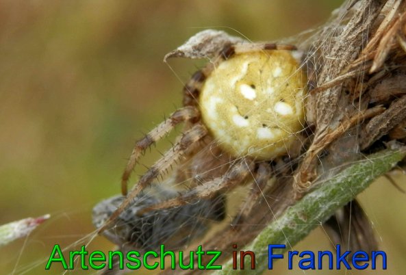 Copyright AiS- Albert Meier Bild zum Eintrag (49392-160)