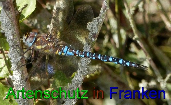 Bild zum Eintrag (49426-160)