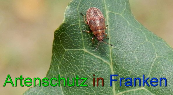 Copyright AiS- Albert Meier Bild zum Eintrag (49443-160)