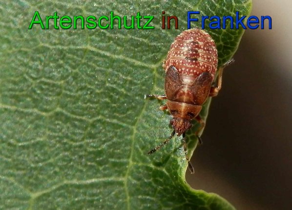 Copyright AiS- Albert Meier Bild zum Eintrag (49444-160)