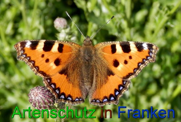 Copyright AiS- Albert Meier Bild zum Eintrag (49454-160)