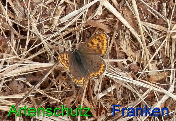 Copyright AiS- Albert Meier Bild zum Eintrag (49455-160)