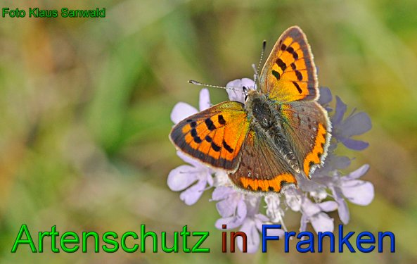 Copyright AiS - Klaus Sanwald Bild zum Eintrag (49458-160)