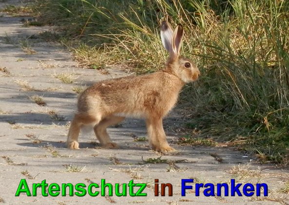 Copyright AiS- Albert Meier Bild zum Eintrag (49597-160)
