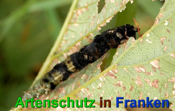 Copyright AiS- Albert Meier Bild zum Eintrag (49690-160)