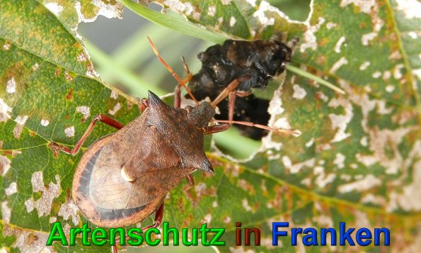 Copyright AiS- Albert Meier Bild zum Eintrag (49694-160)