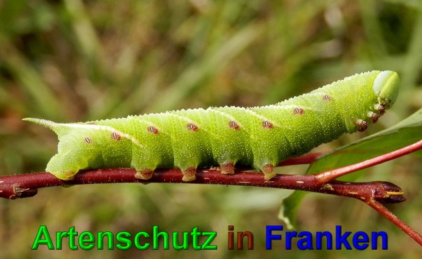 Copyright AiS- Albert Meier Bild zum Eintrag (49728-160)