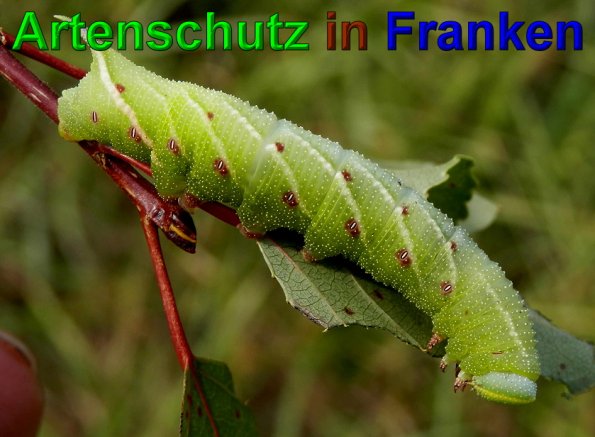 Copyright AiS- Albert Meier Bild zum Eintrag (49729-160)