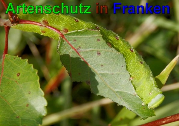 Copyright AiS- Albert Meier Bild zum Eintrag (49730-160)