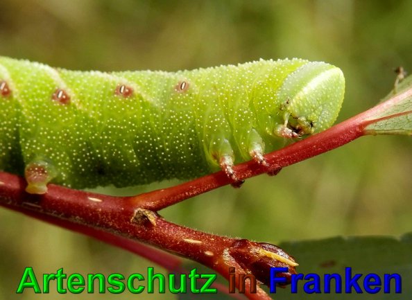 Copyright AiS- Albert Meier Bild zum Eintrag (49732-160)