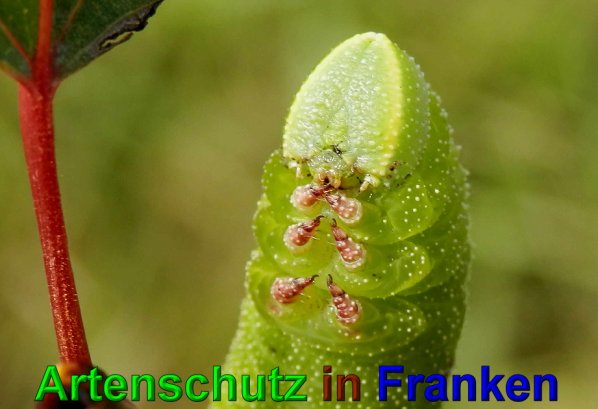 Copyright AiS- Albert Meier Bild zum Eintrag (49733-160)