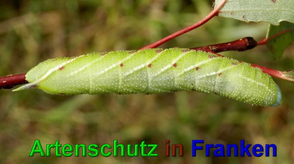 Copyright AiS- Albert Meier Bild zum Eintrag (49734-160)